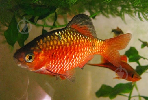 Рыбка Барбус Огненный M - фото 3