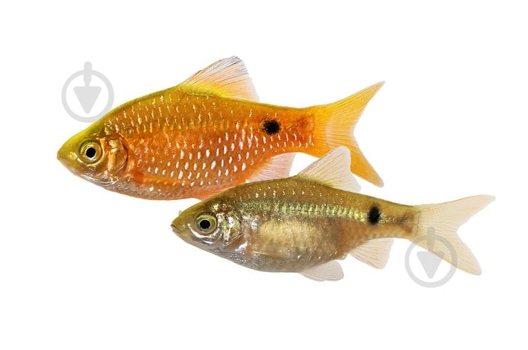 Рыбка Барбус Огненный M - фото 9