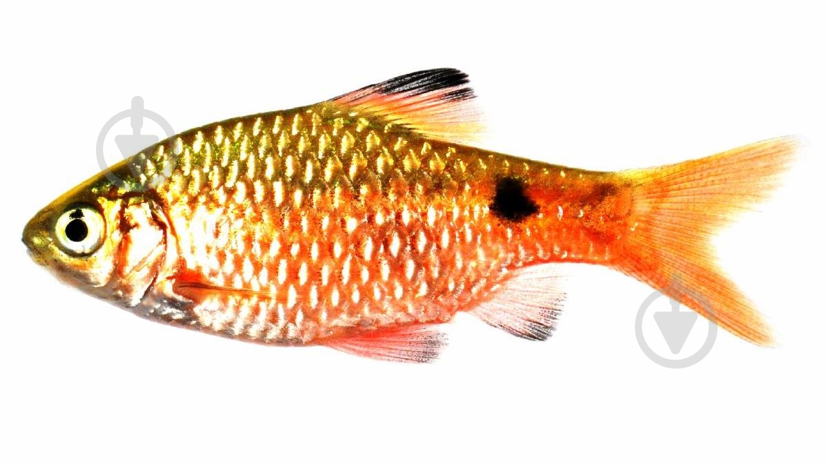 Рыбка Барбус Огненный M - фото 10