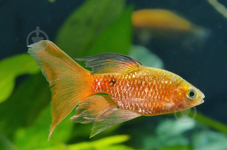 Рыбка Барбус Огненный M - фото 6