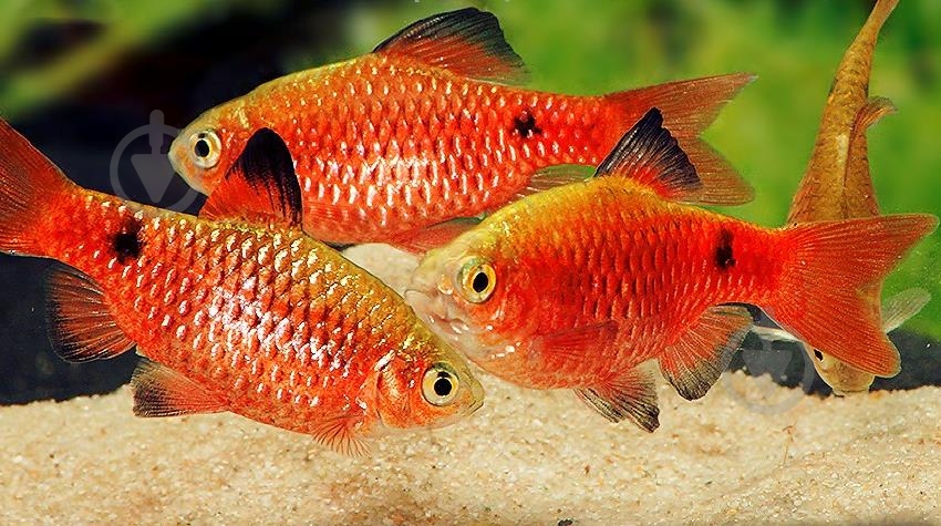 Рыбка Барбус Огненный M - фото 11