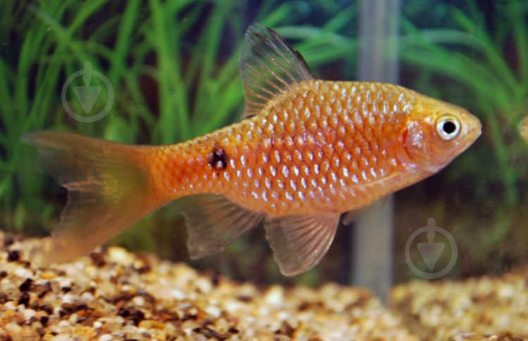 Рыбка Барбус Огненный M - фото 2