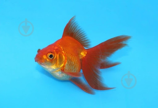 Рибка Ріукін M - фото 9 Рибка Ріукін M - фото 9