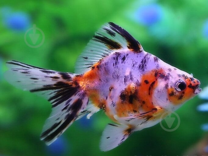 Рибка Ріукін M - фото 11 Рибка Ріукін M - фото 11