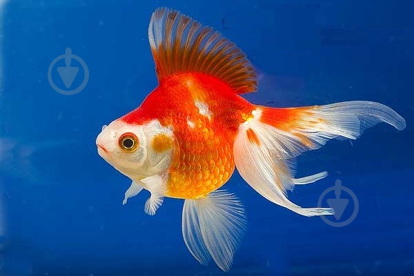 Рибка Ріукін M - фото 5 Рибка Ріукін M - фото 5