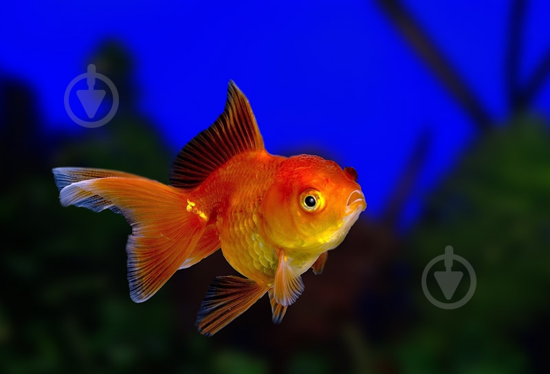 Рибка Ріукін M - фото 2 Рибка Ріукін M - фото 2