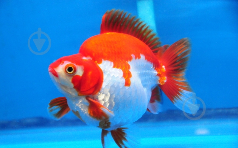 Рибка Ріукін M - фото 3 Рибка Ріукін M - фото 3