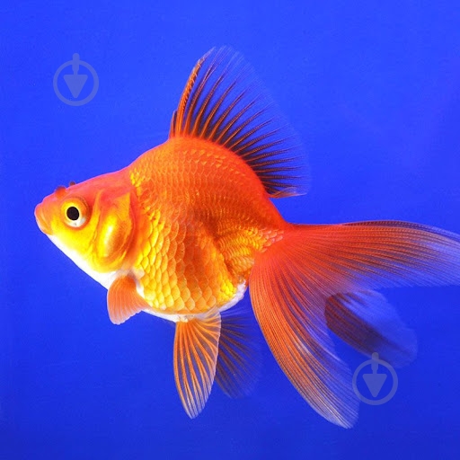 Рибка Ріукін M - фото 16 Рибка Ріукін M - фото 16