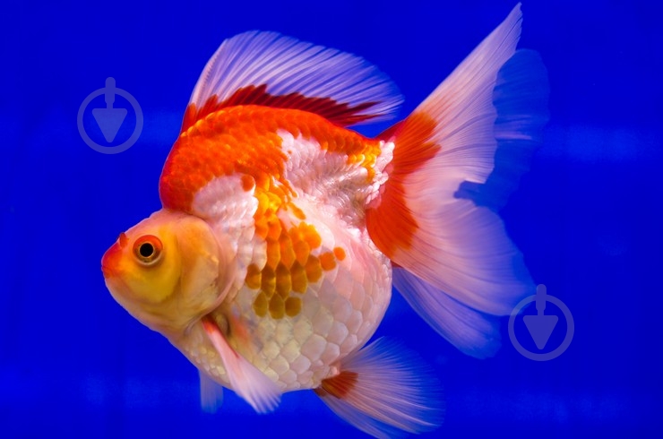 Рибка Ріукін M - фото 13 Рибка Ріукін M - фото 13