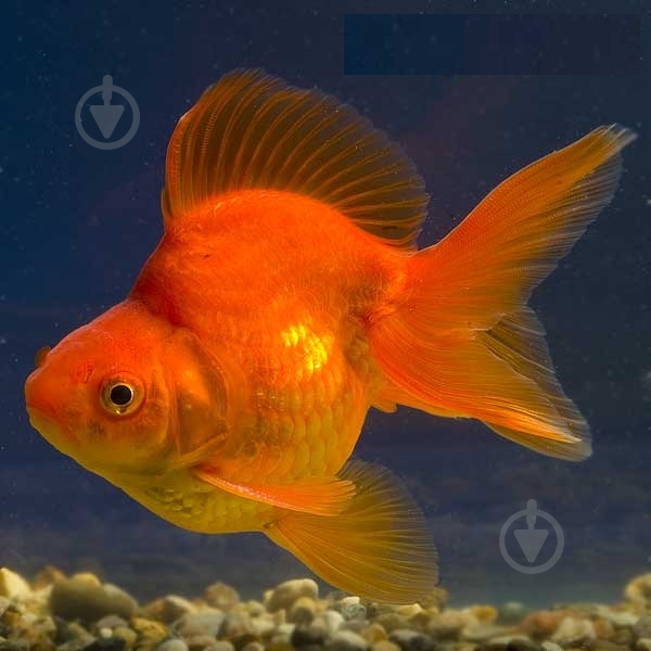 Рибка Ріукін M - фото 10 Рибка Ріукін M - фото 10