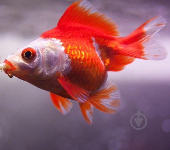 Рибка Ріукін M - фото 7 Рибка Ріукін M - фото 7