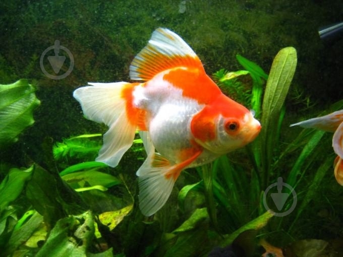 Рибка Ріукін M - фото 15 Рибка Ріукін M - фото 15