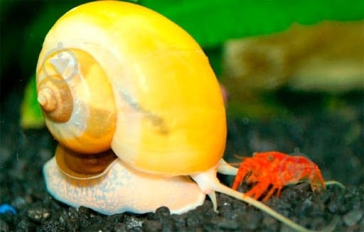 Улитка Ампулярии Цветовая S - фото 7