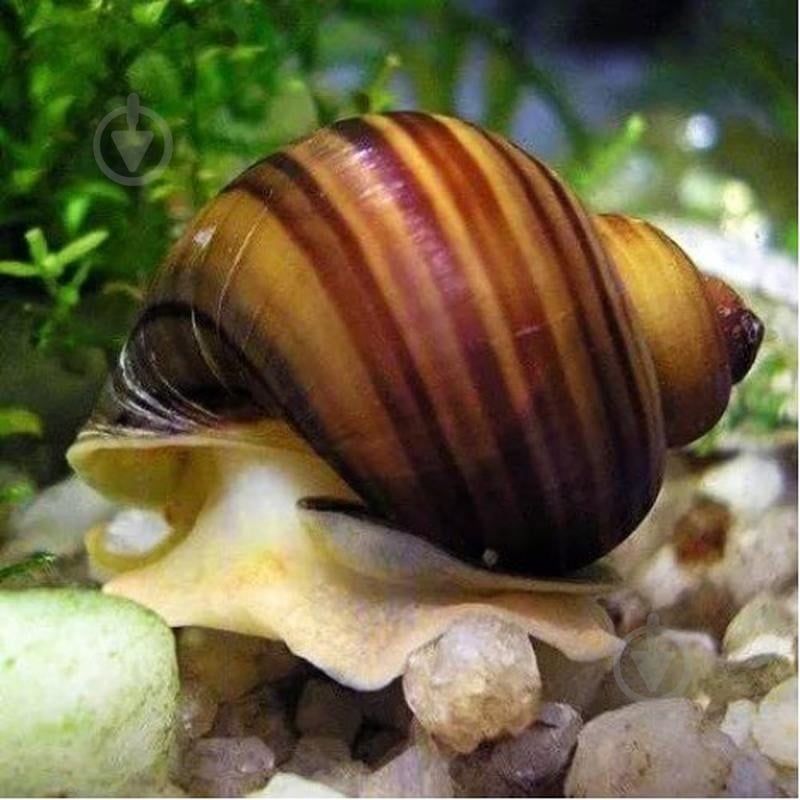 Улитка Ампулярии Цветовая S - фото 9