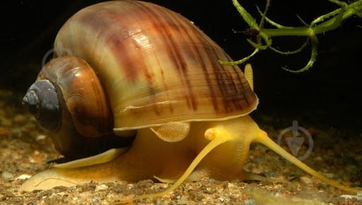 Улитка Ампулярии Цветовая S - фото 8