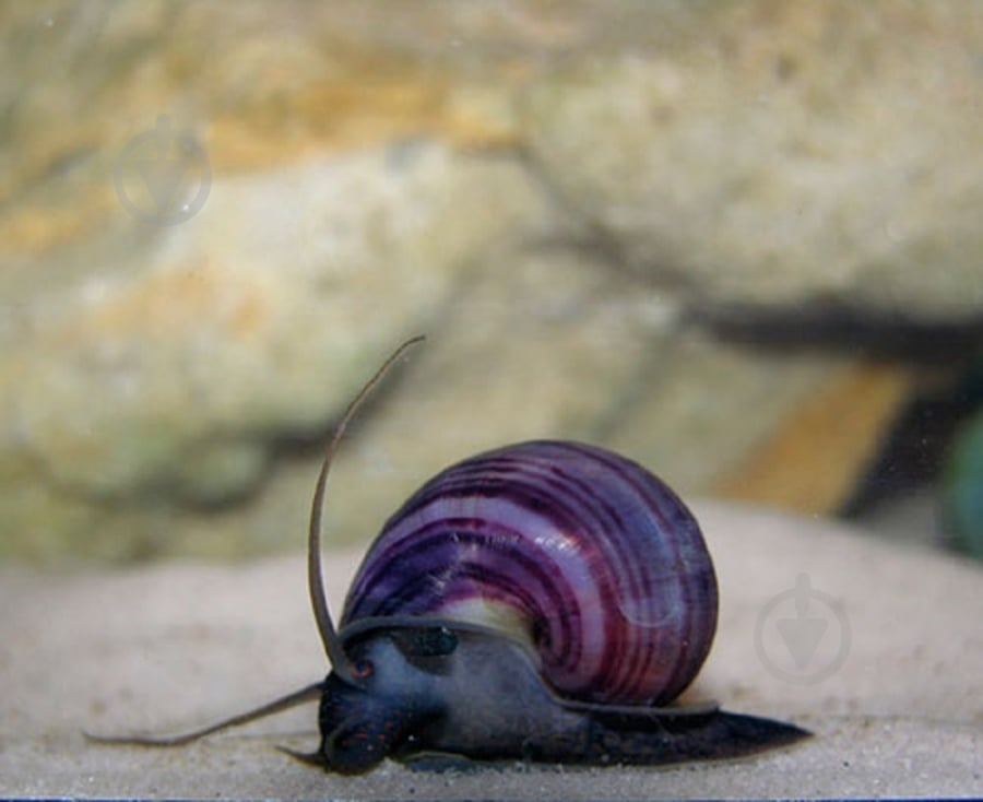 Улитка Ампулярии Цветовая S - фото 3