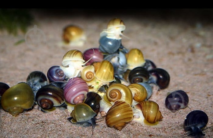 Улитка Ампулярии Цветовая S - фото 1