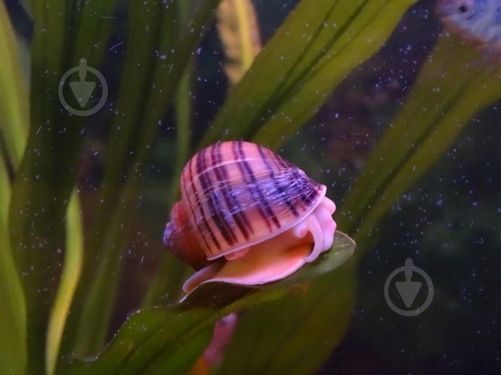 Улитка Ампулярии Цветовая S - фото 10