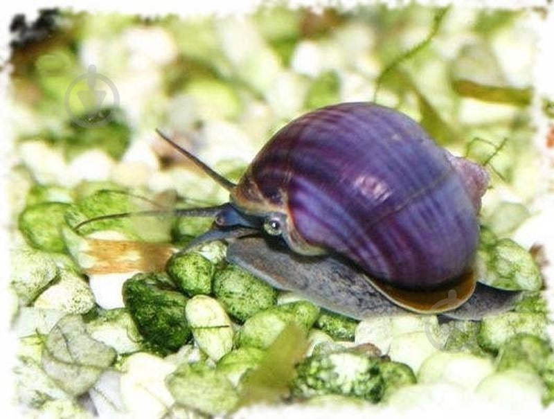 Улитка Ампулярии Цветовая S - фото 6