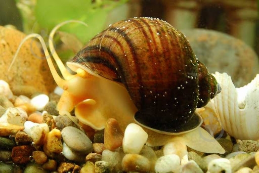 Улитка Ампулярии Цветовая S - фото 5