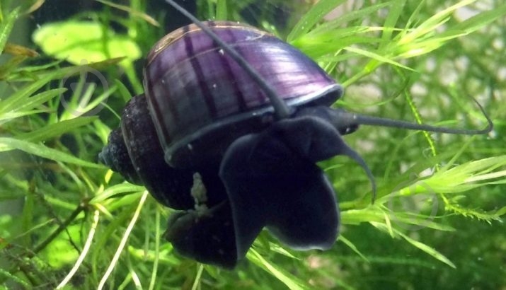 Улитка Ампулярии Цветовая S - фото 13