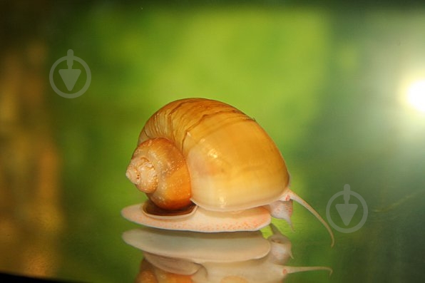 Улитка Ампулярии Цветовая S - фото 14