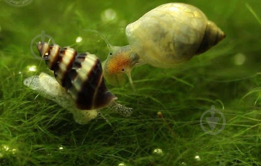 Улитка Хелена S - фото 3