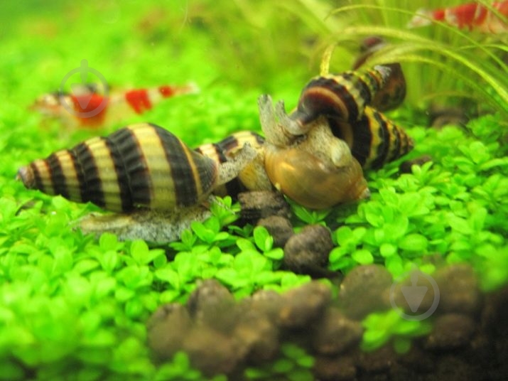 Улитка Хелена S - фото 10