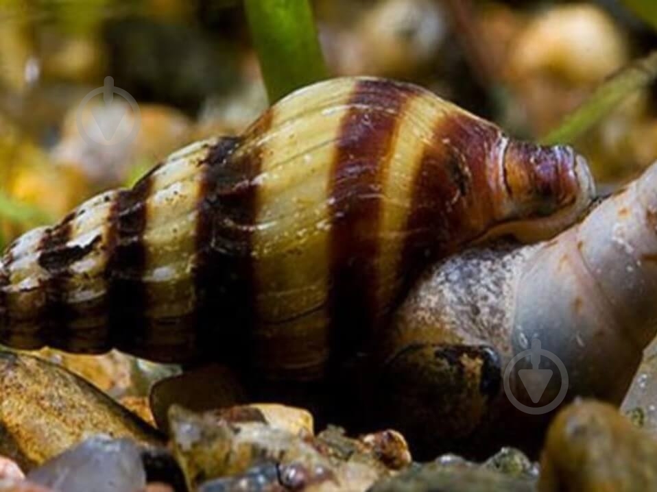 Улитка Хелена S - фото 11