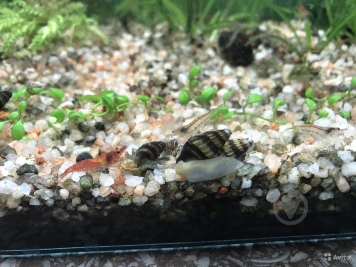 Улитка Хелена S - фото 12