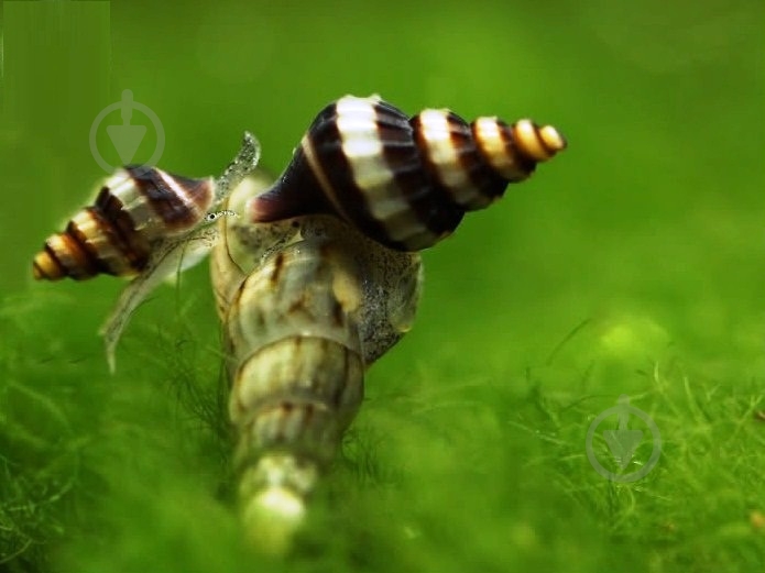 Улитка Хелена S - фото 13