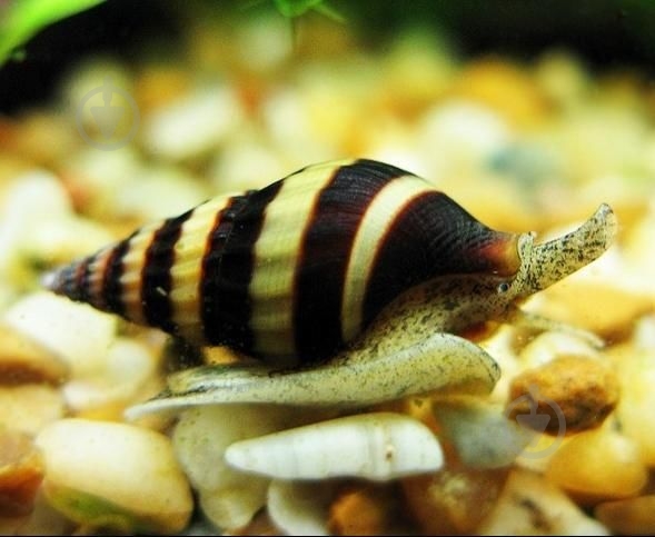 Улитка Хелена S - фото 1