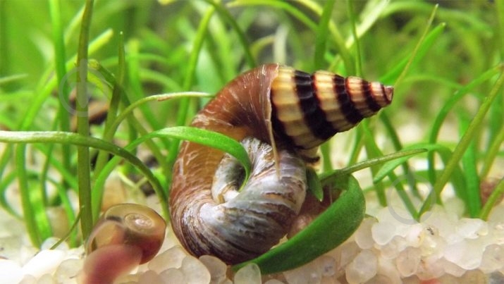 Улитка Хелена S - фото 5