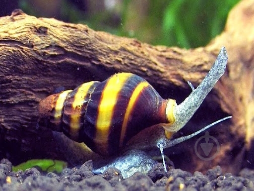 Улитка Хелена S - фото 4