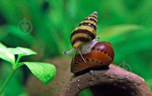 Улитка Хелена S - фото 2