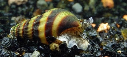 Улитка Хелена S - фото 6