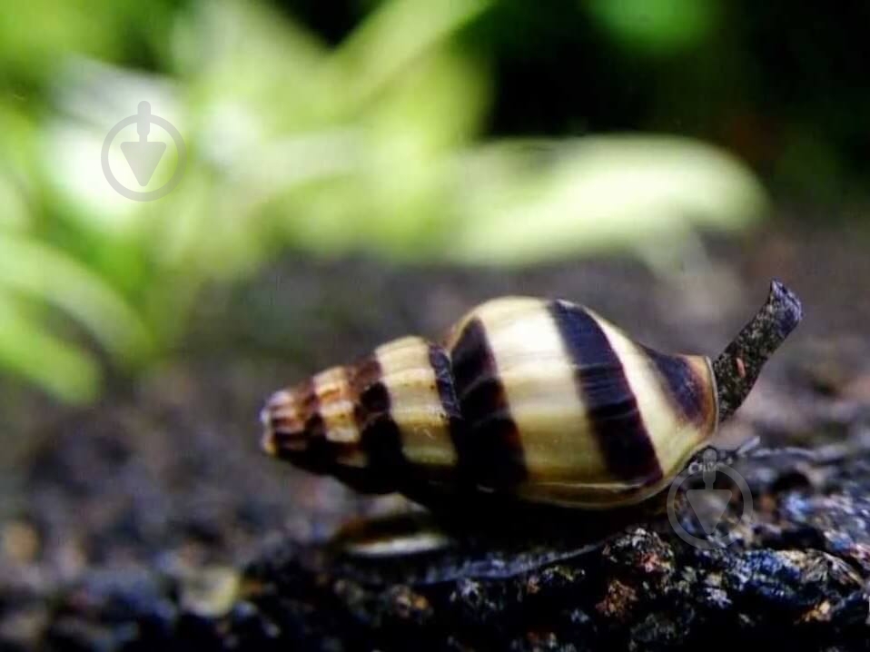 Улитка Хелена S - фото 7