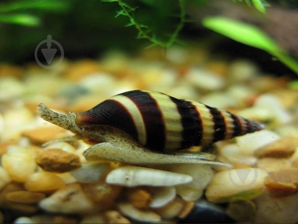 Улитка Хелена S - фото 9