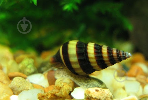 Улитка Хелена S - фото 8