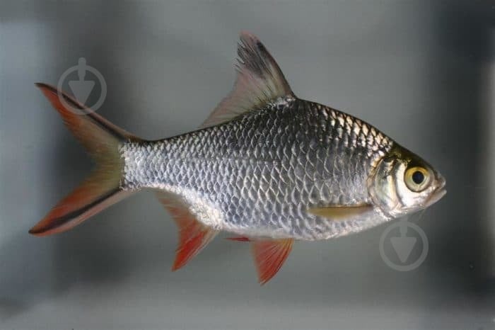 Рыбка Барбус Шваненфельда 5 см - фото 1