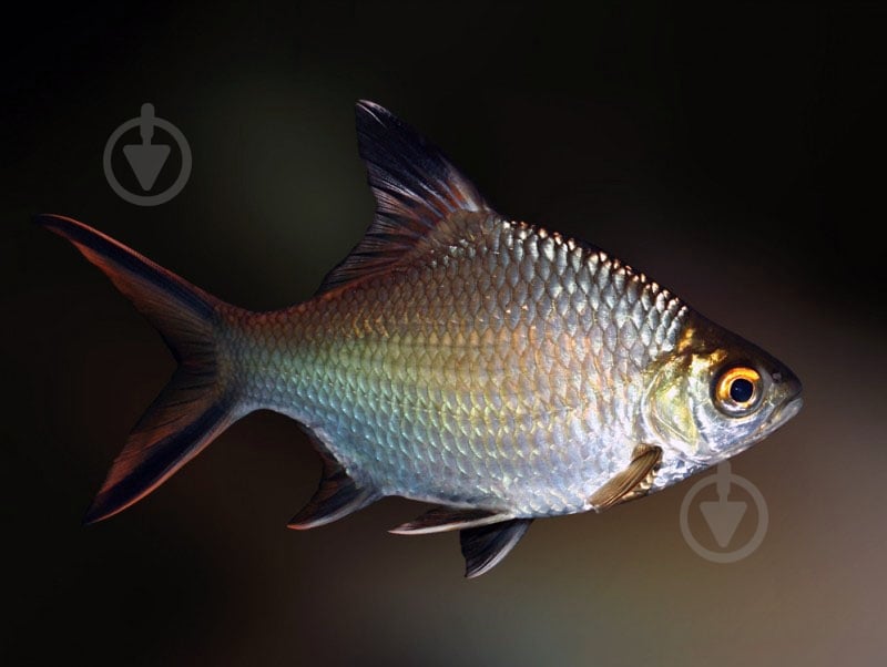 Рыбка Барбус Шваненфельда 5 см - фото 6