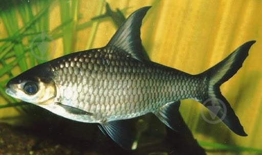 Рыбка Барбус Шваненфельда 5 см - фото 3