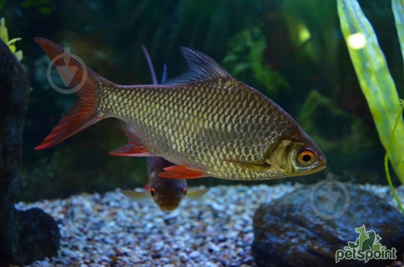 Рыбка Барбус Шваненфельда 5 см - фото 4