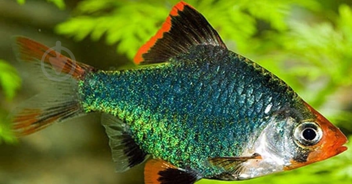 Рыбка Барбус Шваненфельда 5 см - фото 5