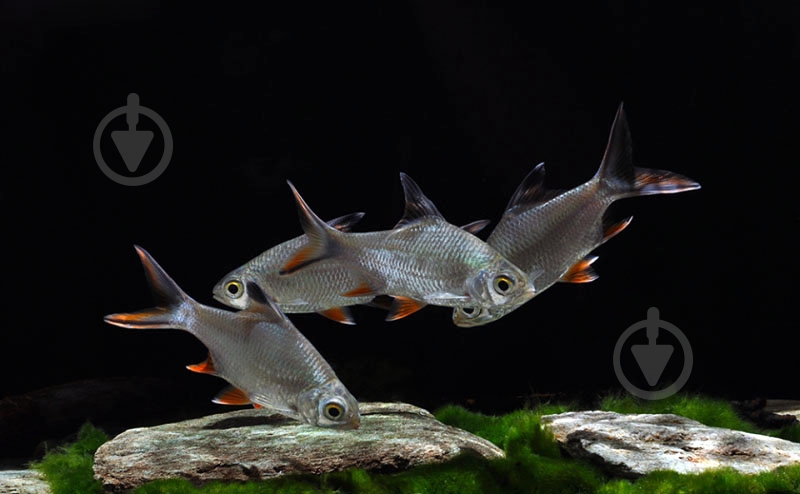 Рыбка Барбус Шваненфельда 5 см - фото 2