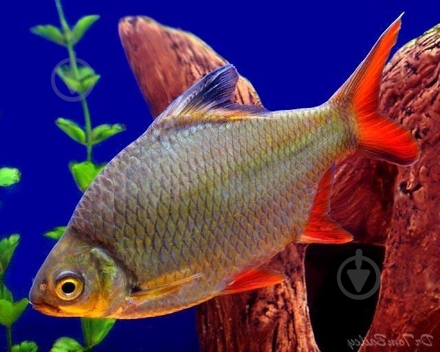 Рыбка Барбус Шваненфельда 5 см - фото 7