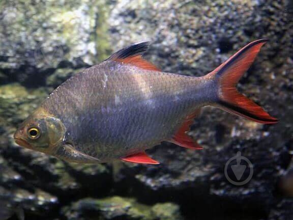 Рыбка Барбус Шваненфельда 5 см - фото 8