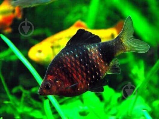 Рыбка Барбус черный 2,5-3 см - фото 3