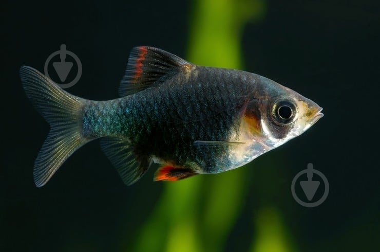 Рыбка Барбус черный 2,5-3 см - фото 4