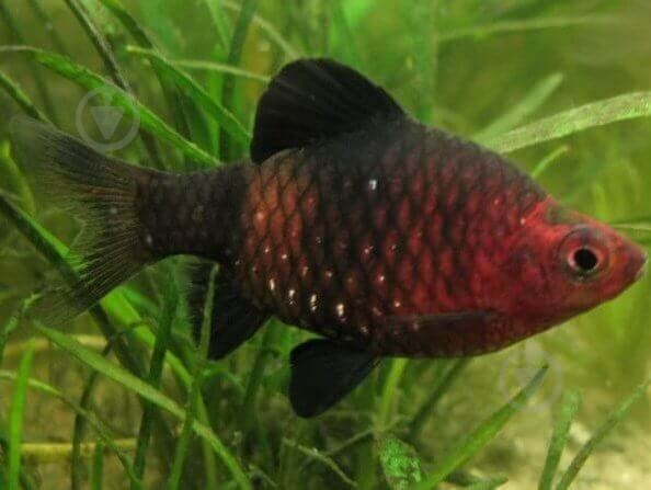 Рыбка Барбус черный 2,5-3 см - фото 2